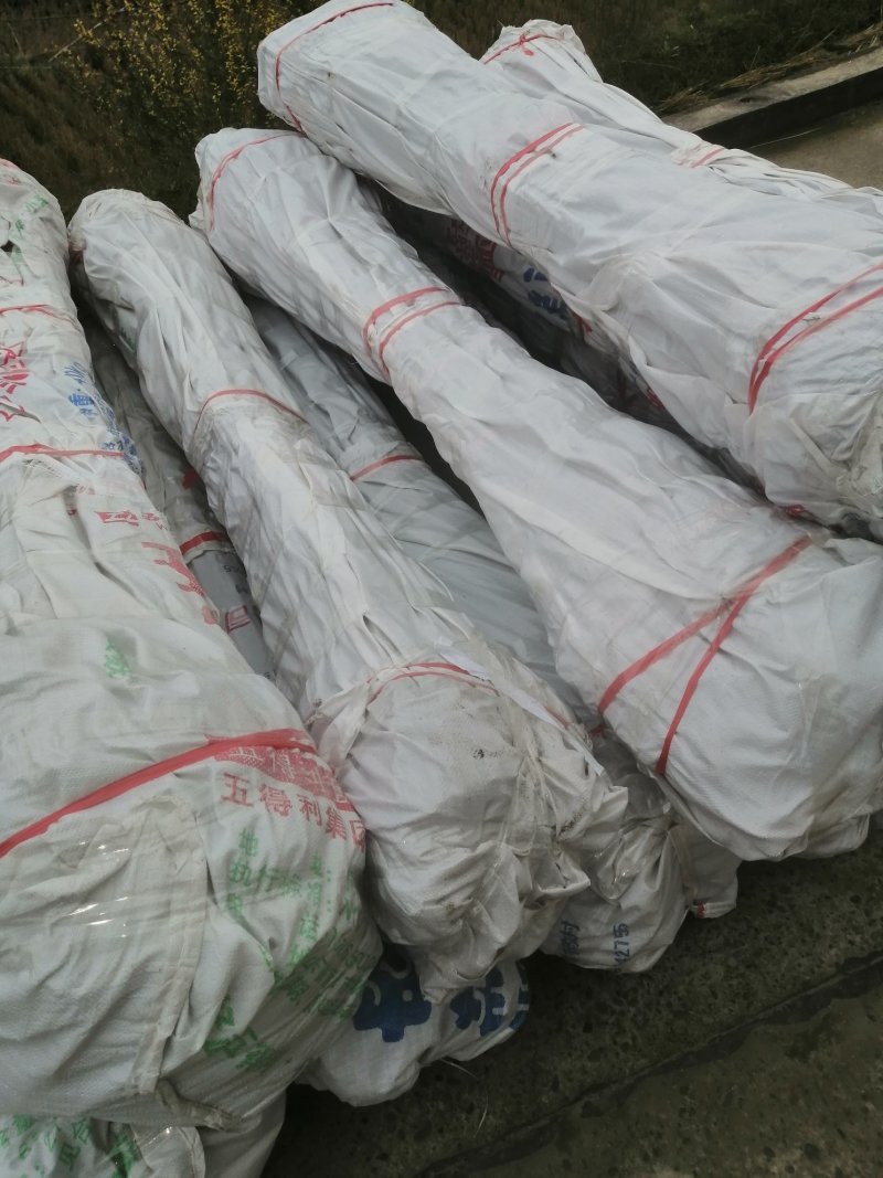 油桐苗基地直供，买油桐树苗请选择重庆俊尧专业油桐培育公司