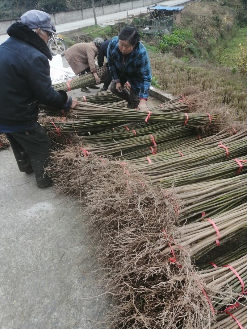 油桐苗基地直供，买油桐树苗请选择重庆俊尧专业油桐培育公司