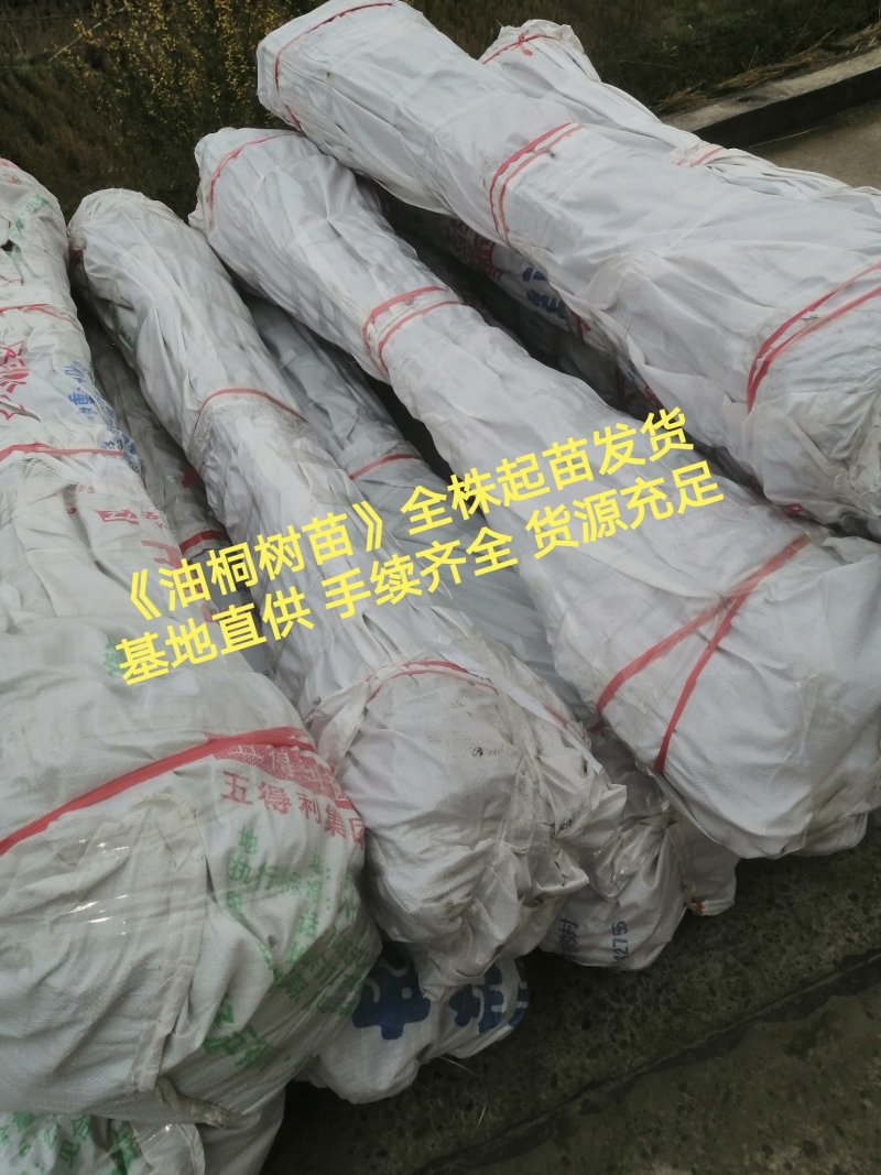 油桐苗基地直供，买油桐树苗请选择重庆俊尧专业油桐培育公司