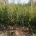 低价出售一年生籽播榆树小苗。量大榆树苗可用于嫁接金叶榆