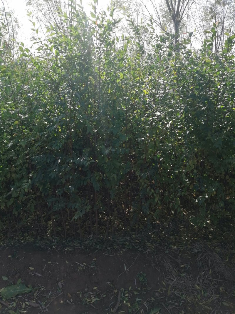 低价出售一年生籽播榆树小苗。量大榆树苗可用于嫁接金叶榆