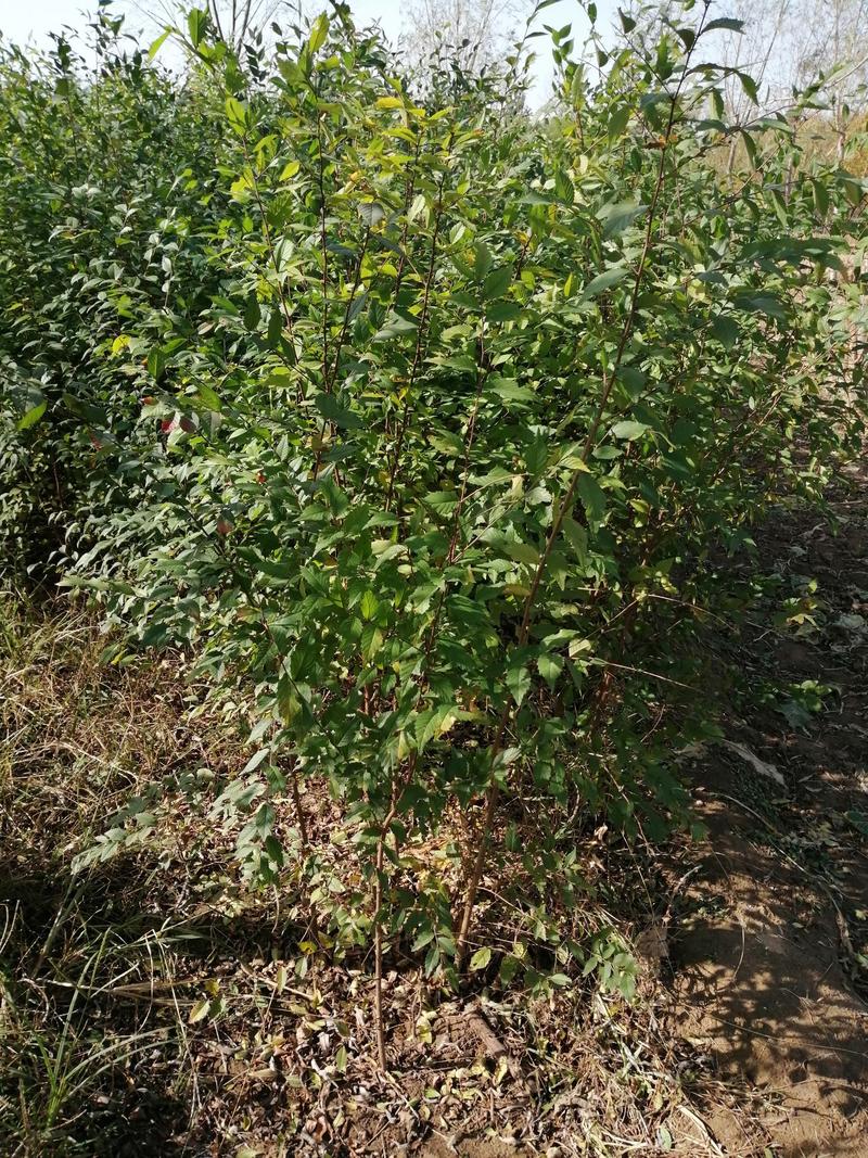 低价出售一年生籽播榆树小苗。量大榆树苗可用于嫁接金叶榆