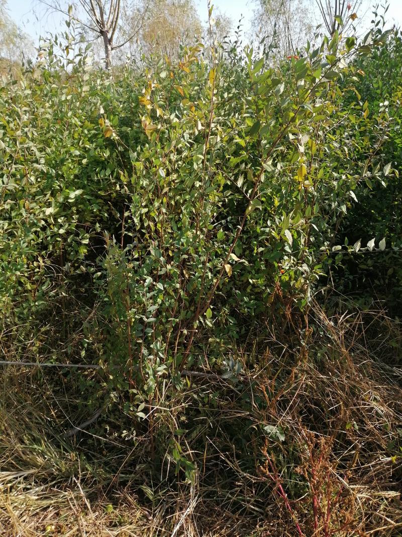低价出售一年生籽播榆树小苗。量大榆树苗可用于嫁接金叶榆