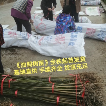 油桐苗打包发货，买油桐树苗请选择重庆俊尧专业油桐培育公司