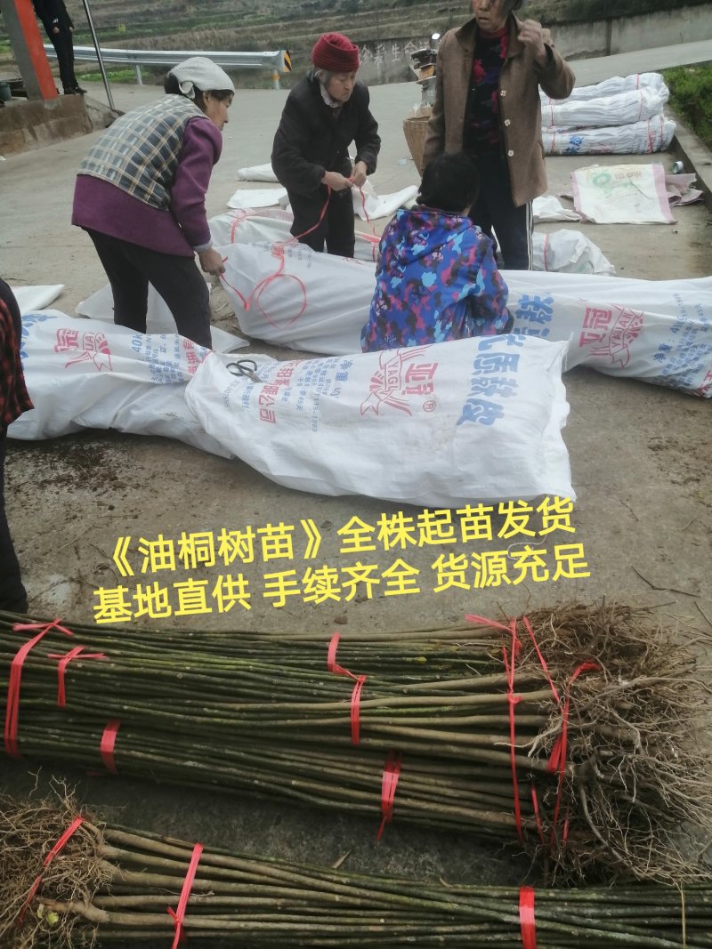 油桐苗打包发货，买油桐树苗请选择重庆俊尧专业油桐培育公司