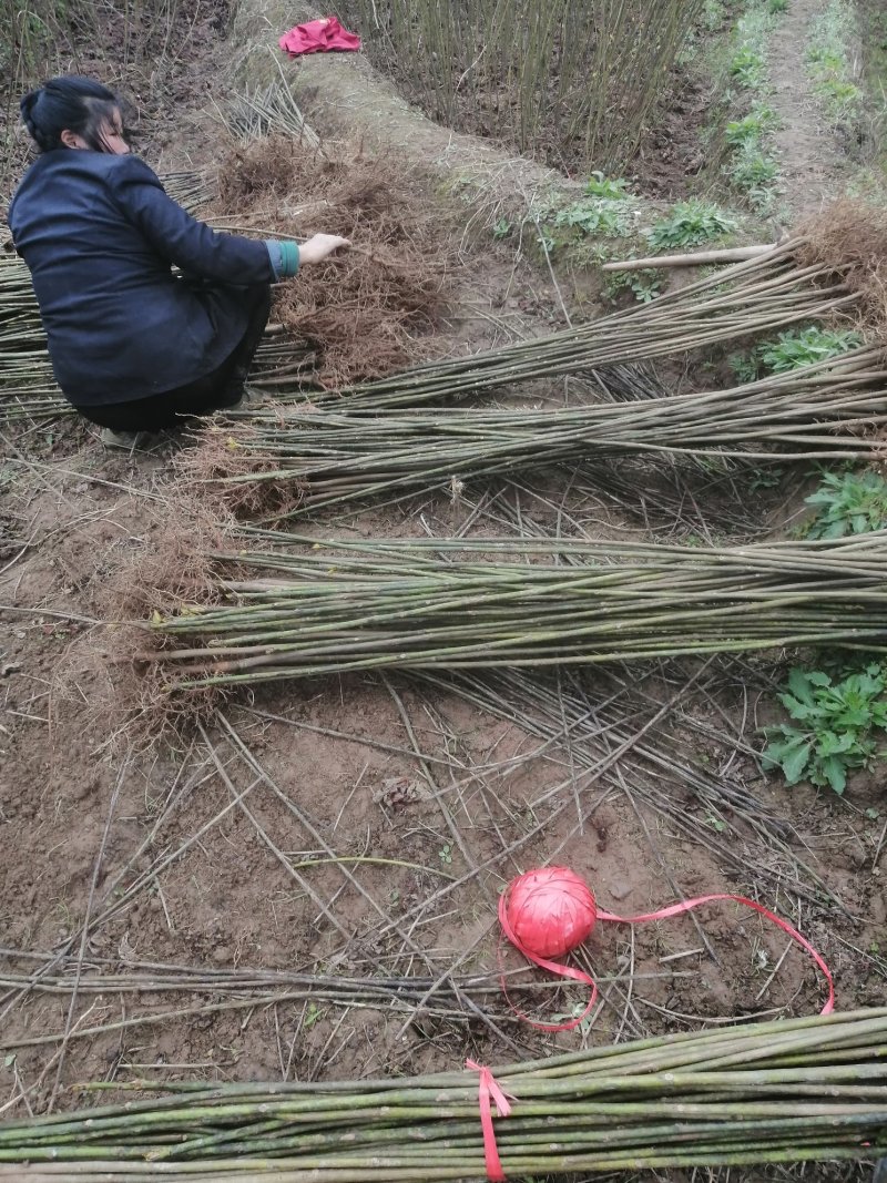 油桐苗打包发货，买油桐树苗请选择重庆俊尧专业油桐培育公司