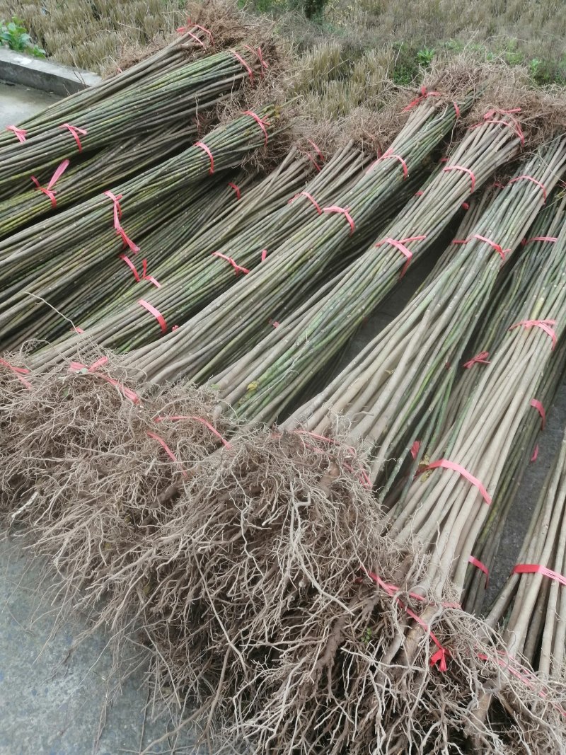 油桐苗打包发货，买油桐树苗请选择重庆俊尧专业油桐培育公司