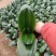 君子兰观叶植物净化空气缓解眼疲劳