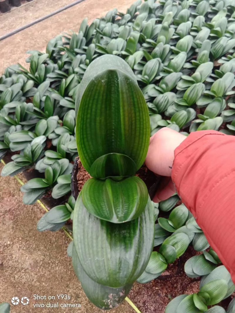 君子兰观叶植物净化空气缓解眼疲劳