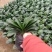 君子兰观叶植物净化空气缓解眼疲劳