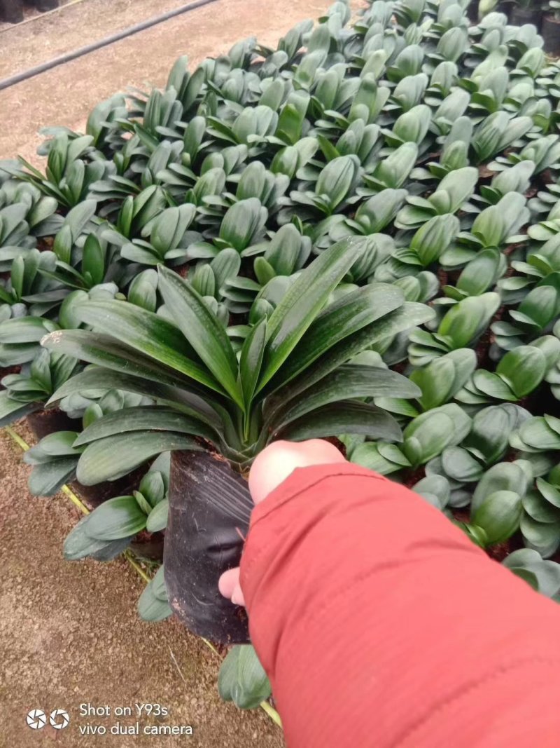 君子兰观叶植物净化空气缓解眼疲劳