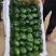 君子兰观叶植物净化空气缓解眼疲劳