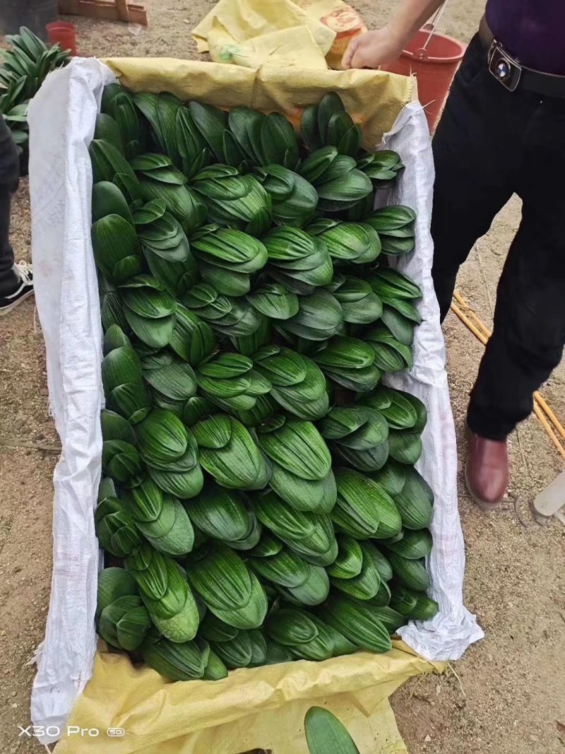 君子兰观叶植物净化空气缓解眼疲劳