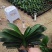 君子兰观叶植物净化空气缓解眼疲劳