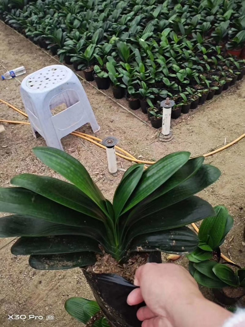君子兰观叶植物净化空气缓解眼疲劳