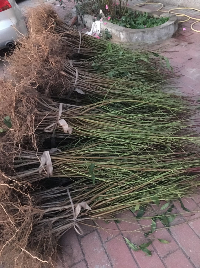红不软桃子苗红桃苗脆桃苗硬桃苗大桃苗红不软桃苗桃子树