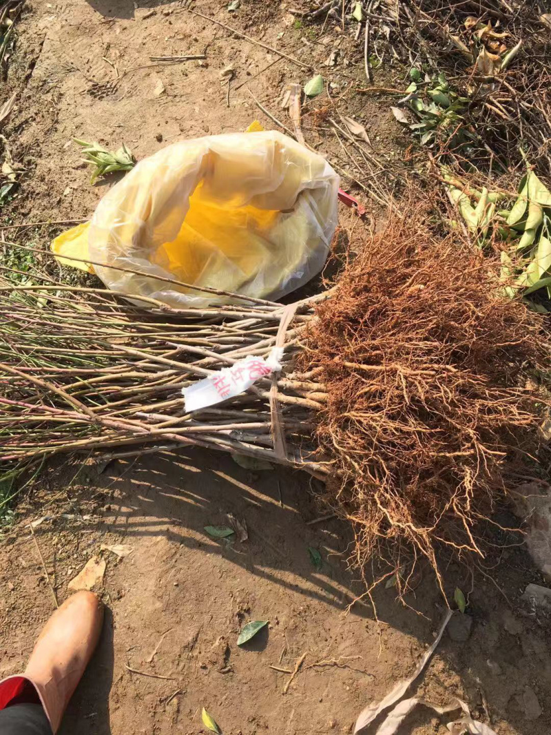 红不软桃子苗红桃苗脆桃苗硬桃苗大桃苗红不软桃苗桃子树
