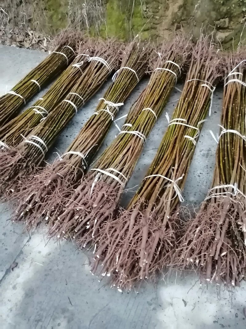 油桐树苗批发采购，买油桐苗请选择重庆俊尧专业油桐培育公司