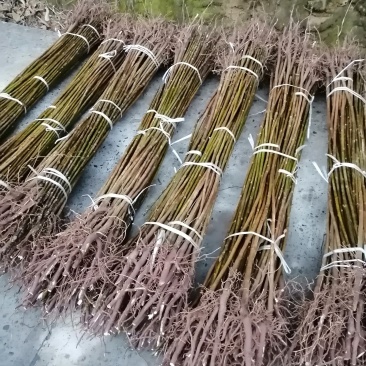 油桐树苗批发采购，买油桐苗请选择重庆俊尧专业油桐培育公司