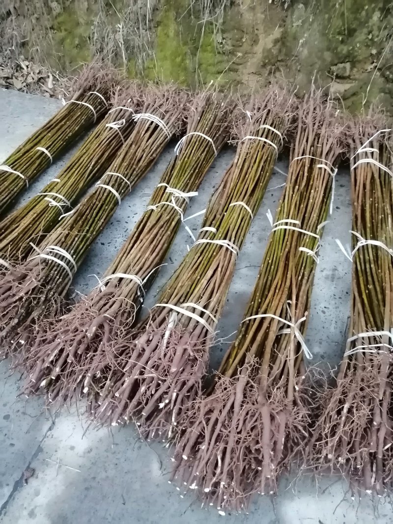 油桐树苗批发采购，买油桐苗请选择重庆俊尧专业油桐培育公司