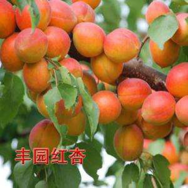 2024推荐品系金太阳早熟杏树嫁接苗产地直销