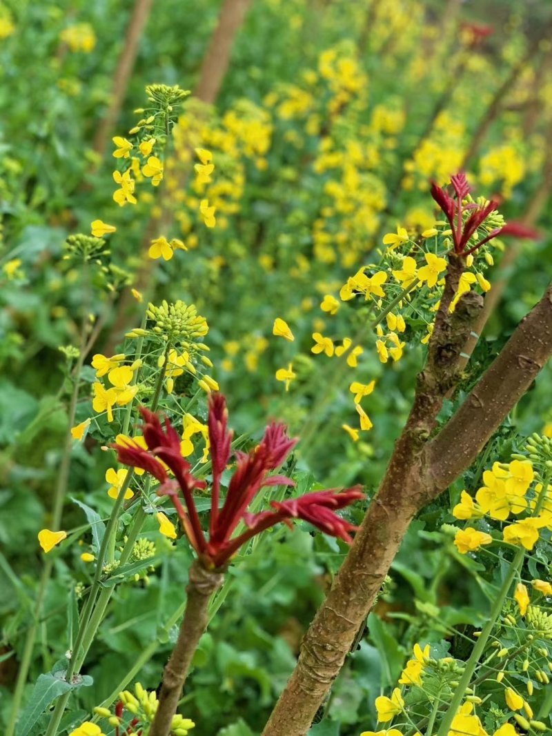 四川香椿芽大竹县红香椿芽产地直发(电商直供商)一件代发