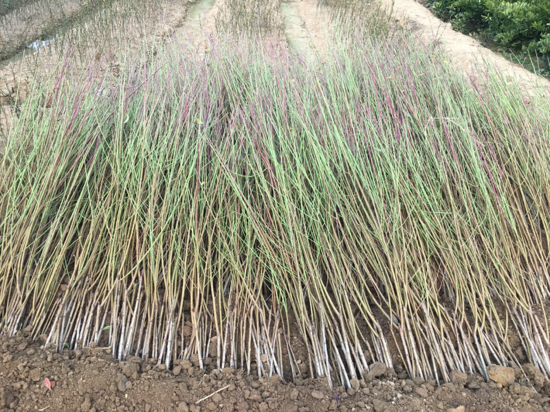 极早520桃苗红脆桃苗红翠桃苗特早熟优质桃苗极早熟桃苗