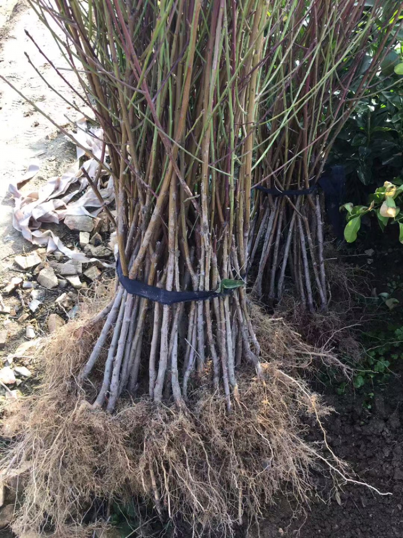 曦春桃苗特早熟特优桃苗稀缺品种浓红湖北优良品种