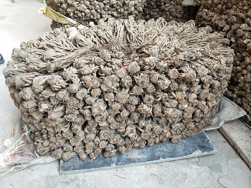 品质优选正品保障当归全网低价现货供应秒速发货