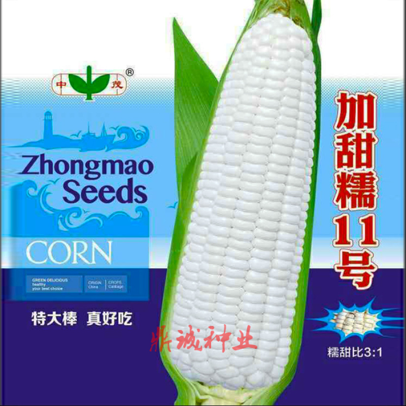 中茂加甜糯16糯玉米种子甜糯可口特大棒500g