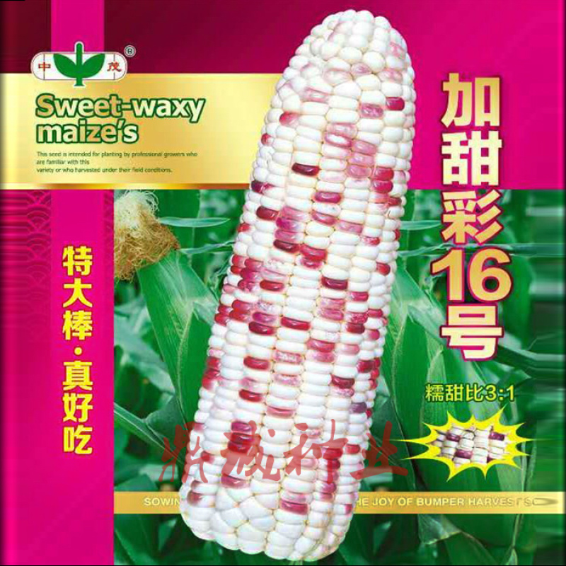 中茂加甜彩16号彩色糯玉米种子特大棒口感好500g