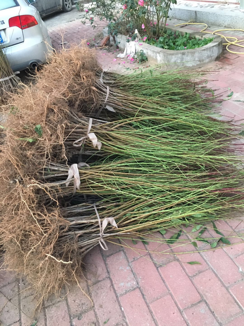 极早美脆桃树苗美脆桃苗美翠桃苗特早熟桃苗美脆桃苗