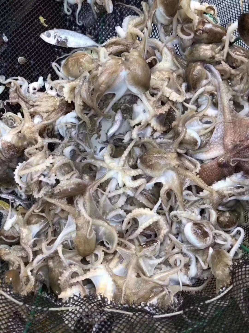 章鱼，盐磨章鱼花，三去小章鱼，一口章，八爪鱼