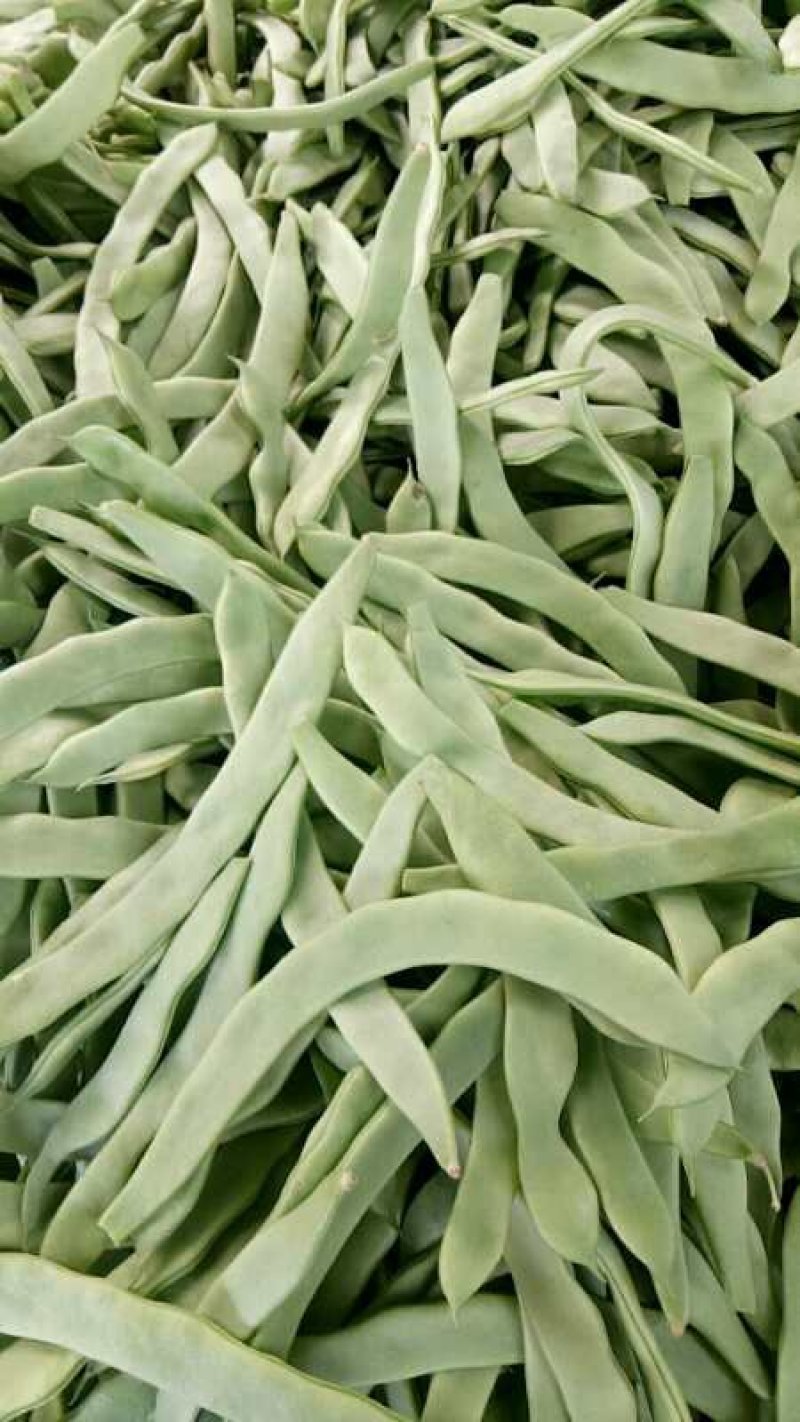 豆类