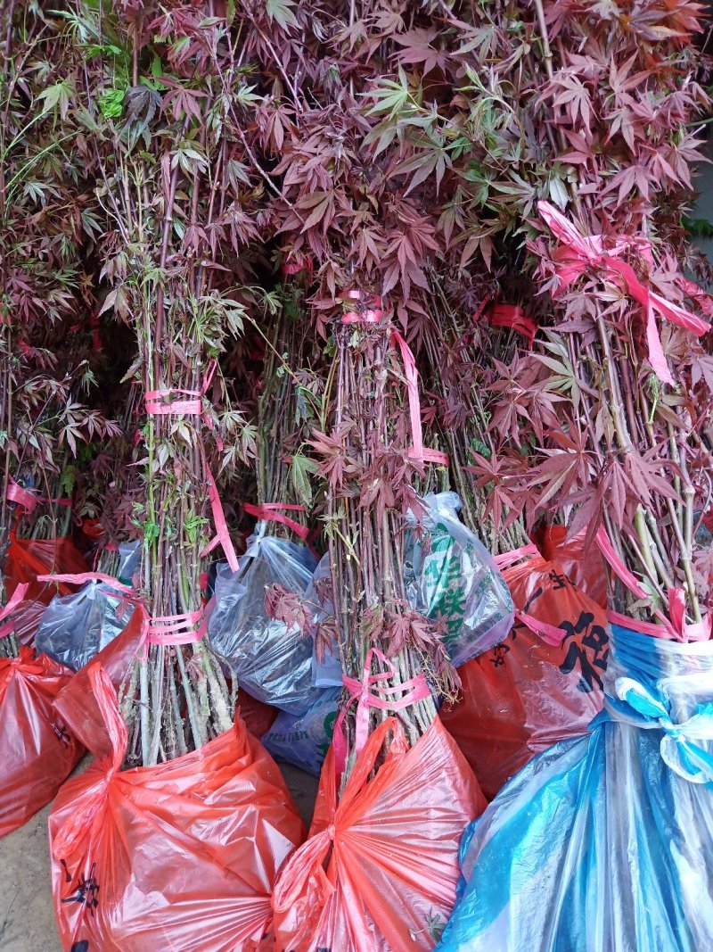 红枫精品日本红枫颜色鲜红现挖现卖包成活自产自销
