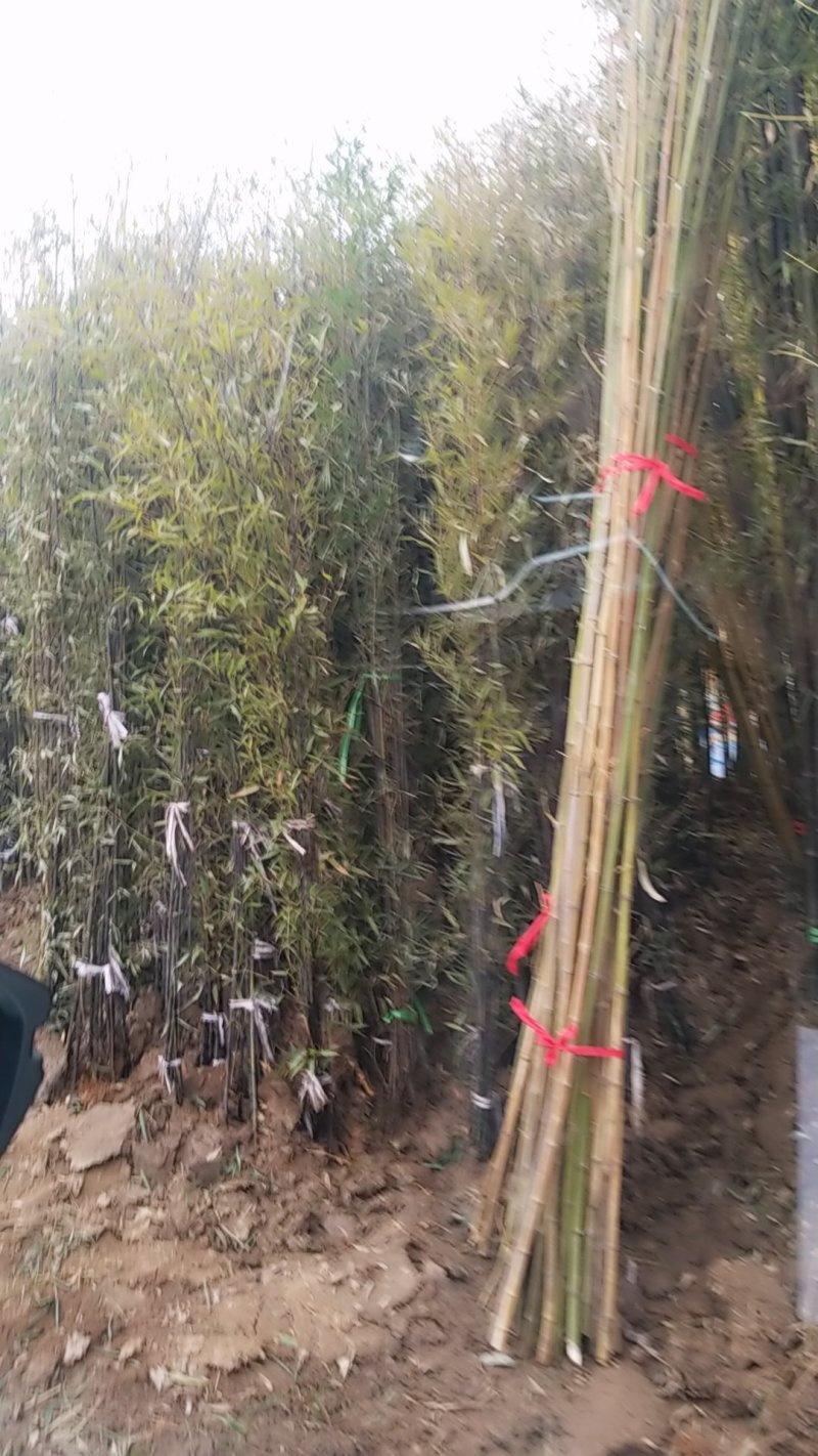 早园竹，竹子。移栽竹苗，看苗装车。竹子批发地。量大供应