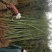 早园竹,竹子。移栽竹苗,看苗装车。竹子批发地。量大供应