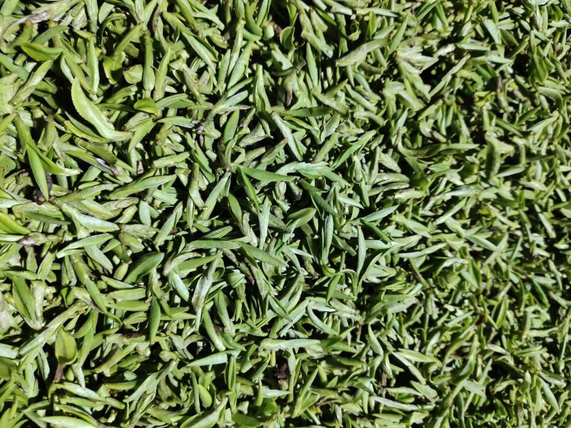 磐安高山茶土茶400元1斤