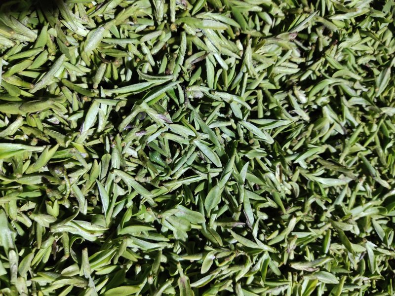 磐安高山茶土茶400元1斤