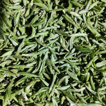 磐安高山茶土茶400元1斤