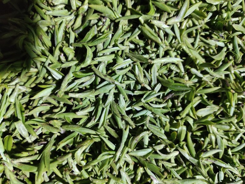 磐安高山茶土茶400元1斤