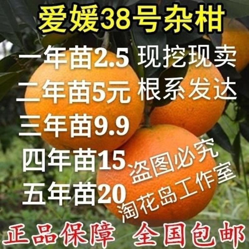 爱媛38号柑桔树苗盆栽地栽南北方可种