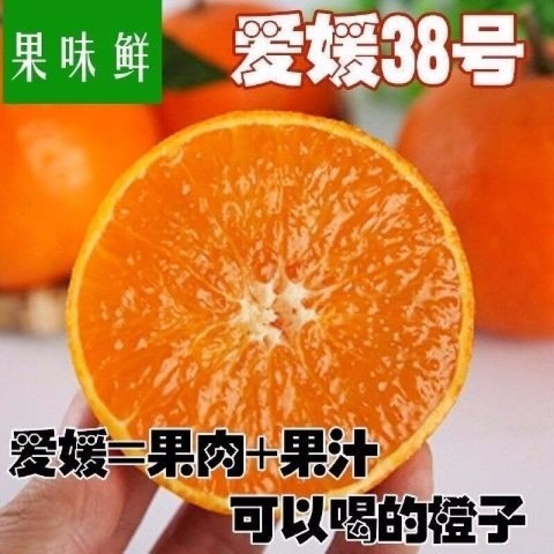 爱媛38号柑桔树苗盆栽地栽南北方可种