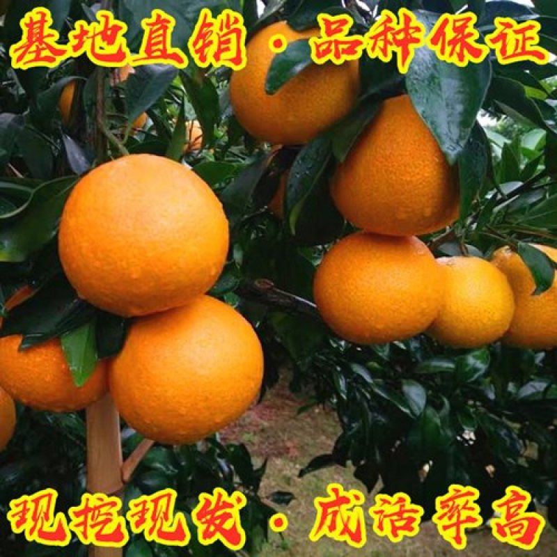 爱媛38号柑桔树苗盆栽地栽南北方可种