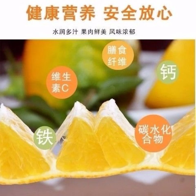 爱媛38号柑桔树苗盆栽地栽南北方可种