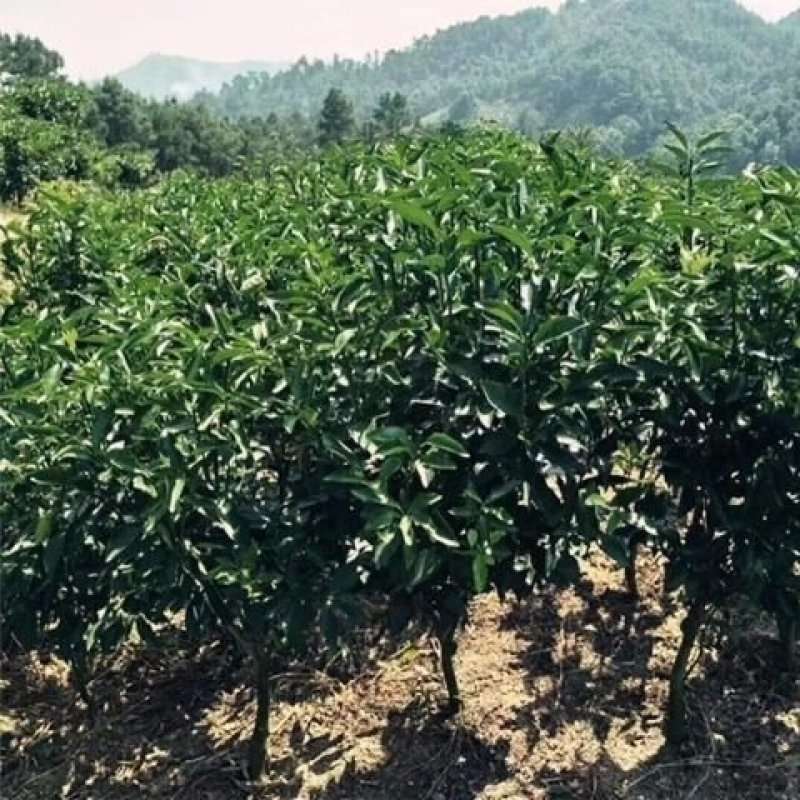 爱媛38号柑桔树苗盆栽地栽南北方可种