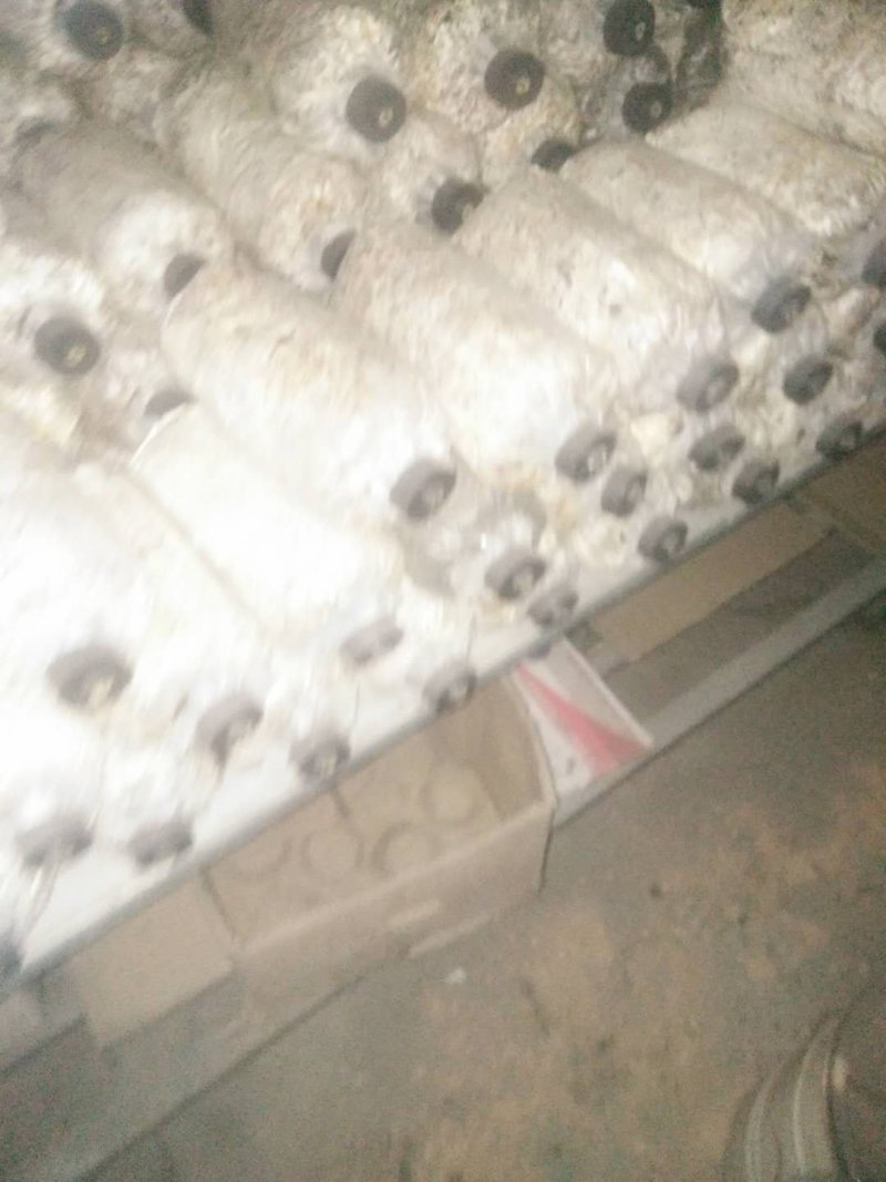 椴木袋料通用木耳菌种质优价廉量大从优欢迎下单