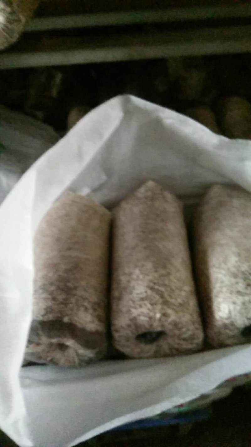 椴木袋料通用木耳菌种质优价廉量大从优欢迎下单