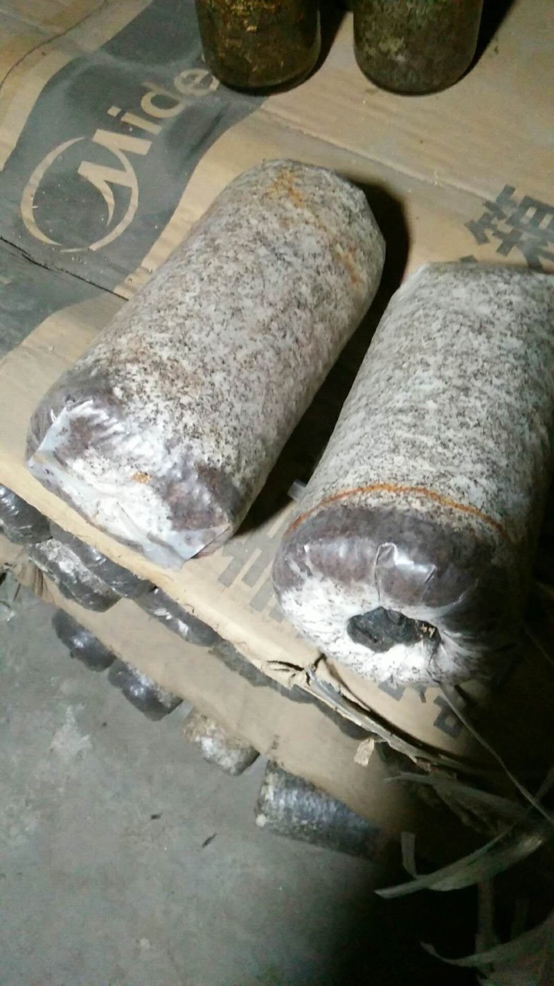 椴木袋料通用木耳菌种质优价廉量大从优欢迎下单