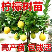 香水柠檬苗（黄，红心）南北适种